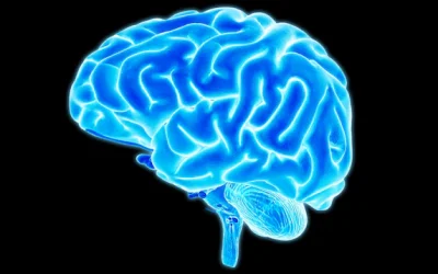Cognitive Skills of the Brain